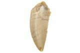 Serrated, Raptor Tooth - Real Dinosaur Tooth #236007-1